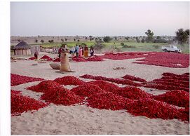 MANVĀR SHERGARH, THE DESERT RESORT