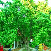 Yesildag Pansiyon Gokceada