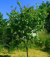 Yesildag Pansiyon Gokceada