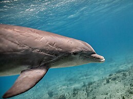 Harbour Club Villas & Marina