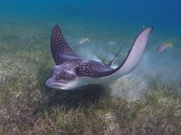 Harbour Club Villas & Marina