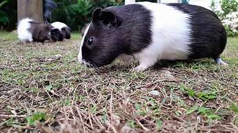 Mares de Camburizinho