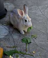 Pousada Porto do Sol