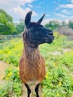 A Barn at the Quarry