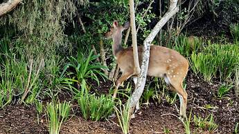 Oubaai Villa By Raw Africa Collection