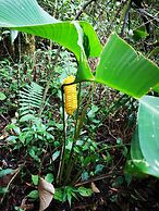 Calathea Lodge Monteverde