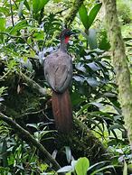 Calathea Lodge Monteverde