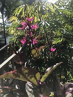 Belize Budget Suites