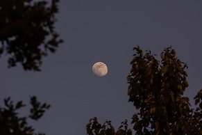 The Goat Village Escape