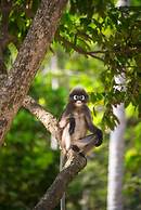 Tinidee Hideaway Tonsai Beach Krabi