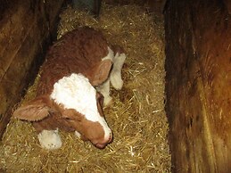 Ferienparadies Reifnhof