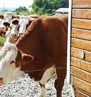 Ferienparadies Reifnhof