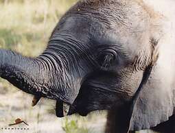 Chaminuka Lodge and Nature Reserve