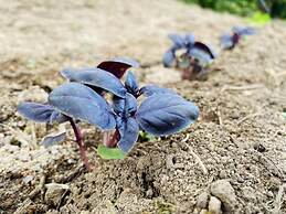 Il Nuraghe Del Lago Coghinas
