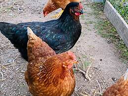 Il Nuraghe Del Lago Coghinas