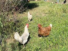Il Nuraghe Del Lago Coghinas