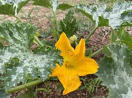 Il Nuraghe Del Lago Coghinas
