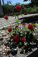 Zen Vouga - Quinta do Fundo de Vila