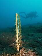 Nalika Beach Resort & Restaurant - Adults Only