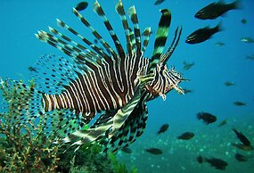 Nalika Beach Resort & Restaurant - Adults Only