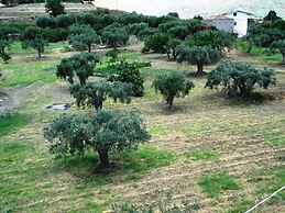 Affittacamere Ciuscia