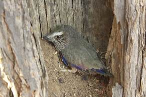 OUT OF Nature Country Lodge