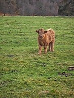 Juniper Hill, Loch Achilty
