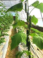 Indreni organic farm and homestay - Hostel