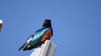 Storms Resort Nanyuki