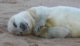 Owl Barn, Sisland - Spacious Apartment