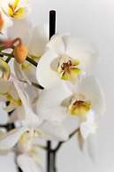 Pasithea Luxury Suites