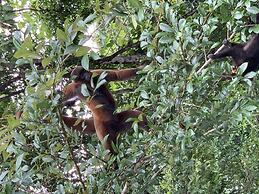 Yacumama Lodge & Excursions