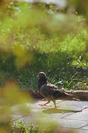 Bed & Breakfast Massico