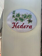 Hedera