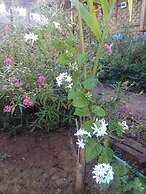 Ngwe Saung Garden Guest House