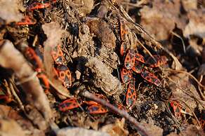 Club of Active Recreation Action