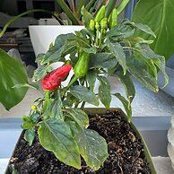 1812 Caves 'n Mansion