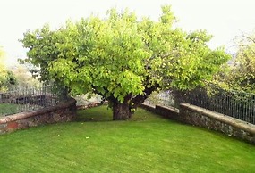 El Patio de la Morera II
