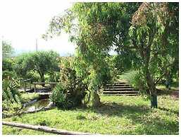 Codavolpe Giardino di Tea