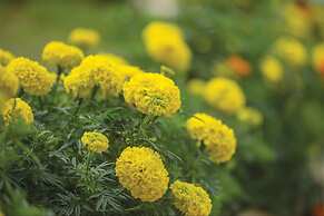 Vue Magique Resorts and Camps