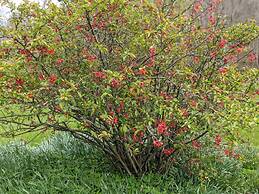 The Anderson Cottage Bed & Breakfast