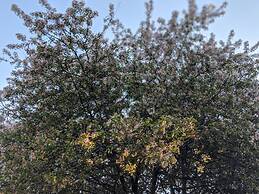 The Anderson Cottage Bed & Breakfast