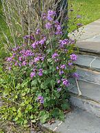 The Anderson Cottage Bed & Breakfast