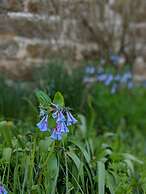 The Anderson Cottage Bed & Breakfast