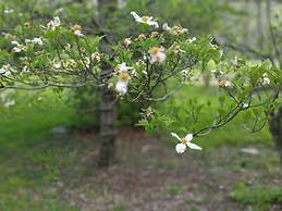 The Anderson Cottage Bed & Breakfast