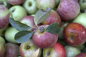 Azienda Agricola Le tore srl