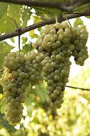 Azienda Agricola Le tore srl