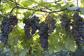 Azienda Agricola Le tore srl