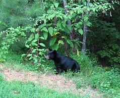 The Villas at Coosawattee River Resort