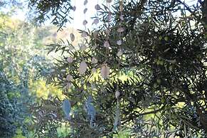 Selale Stone House Boutique Hotel